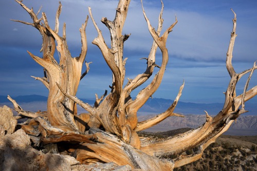 Bristlecone Pine, White Mountains, California (9601 SA).jpg